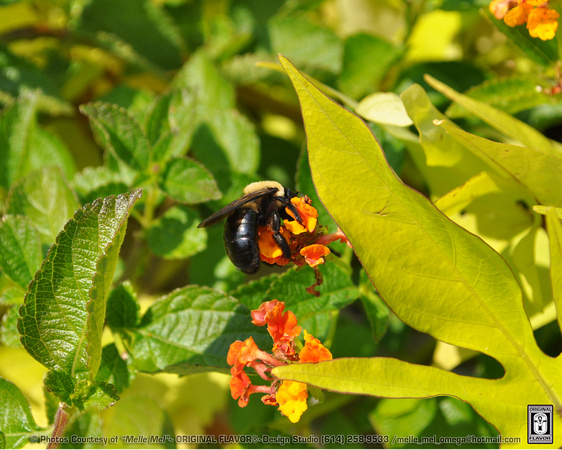 Bumble Bee 01 - bee genus Bombus, in the family Apidae. There are over 250 known species