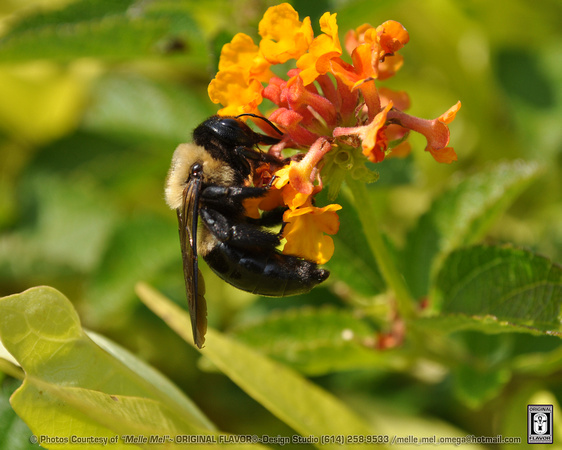 Bumble Bee 03 - bee genus Bombus, in the family Apidae. There are over 250 known species