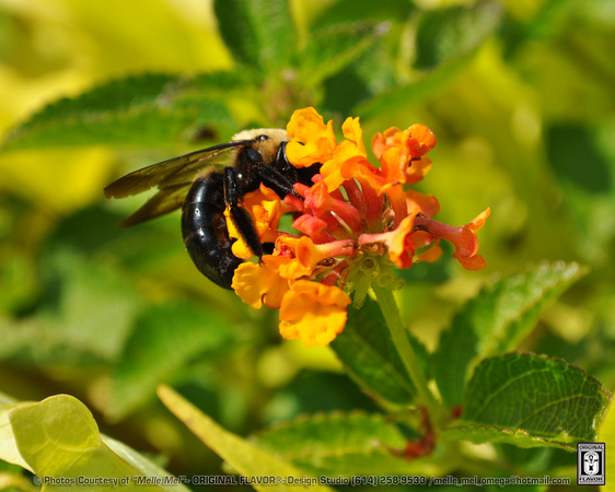 Bumble Bee 02 - bee genus Bombus, in the family Apidae. There are over 250 known species